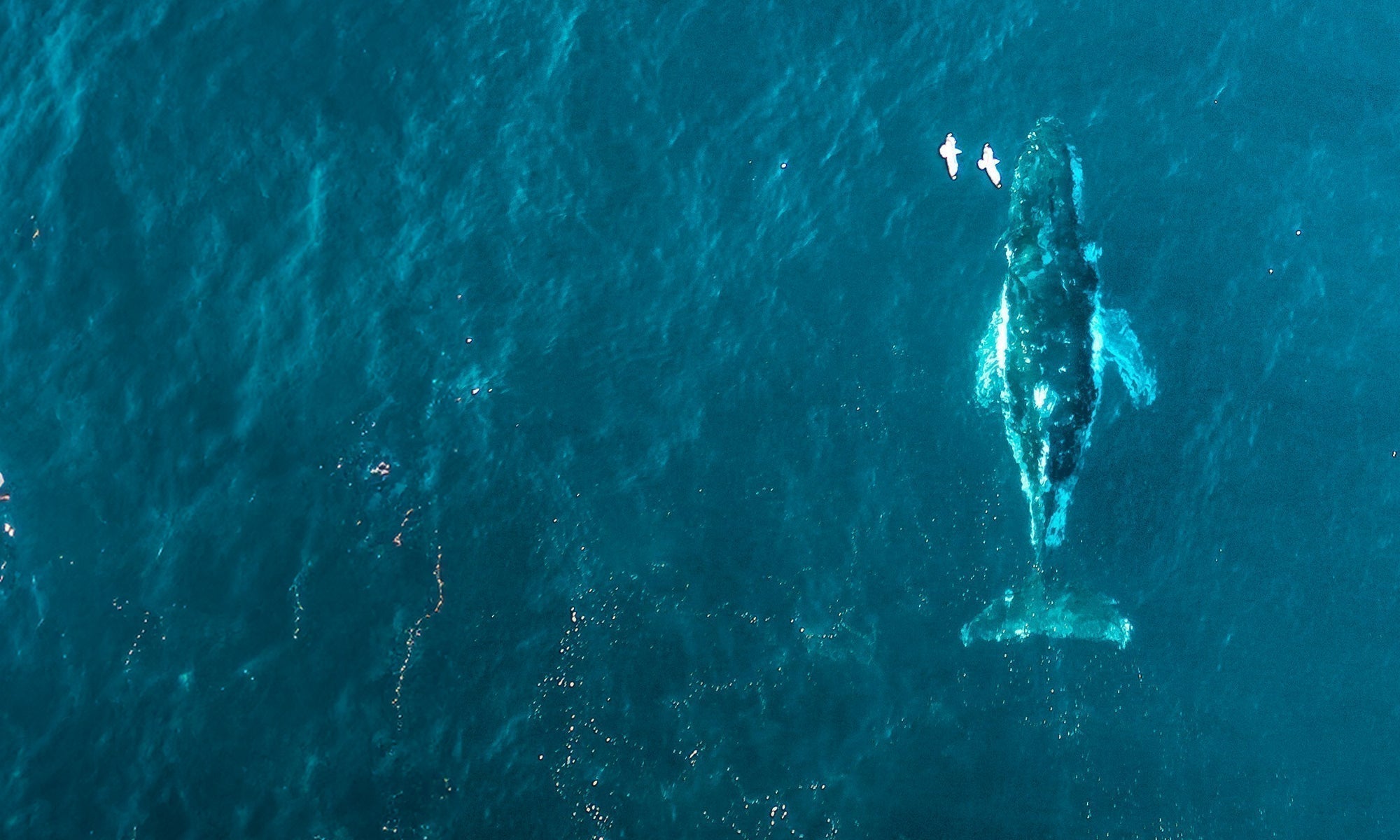 Journée internationale de la baleine