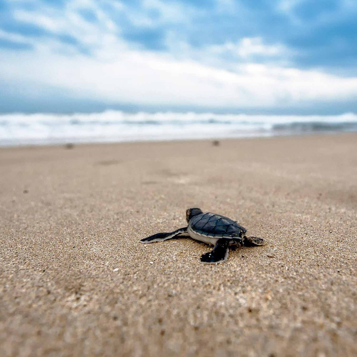 jeune tortue de mer face à l'océan